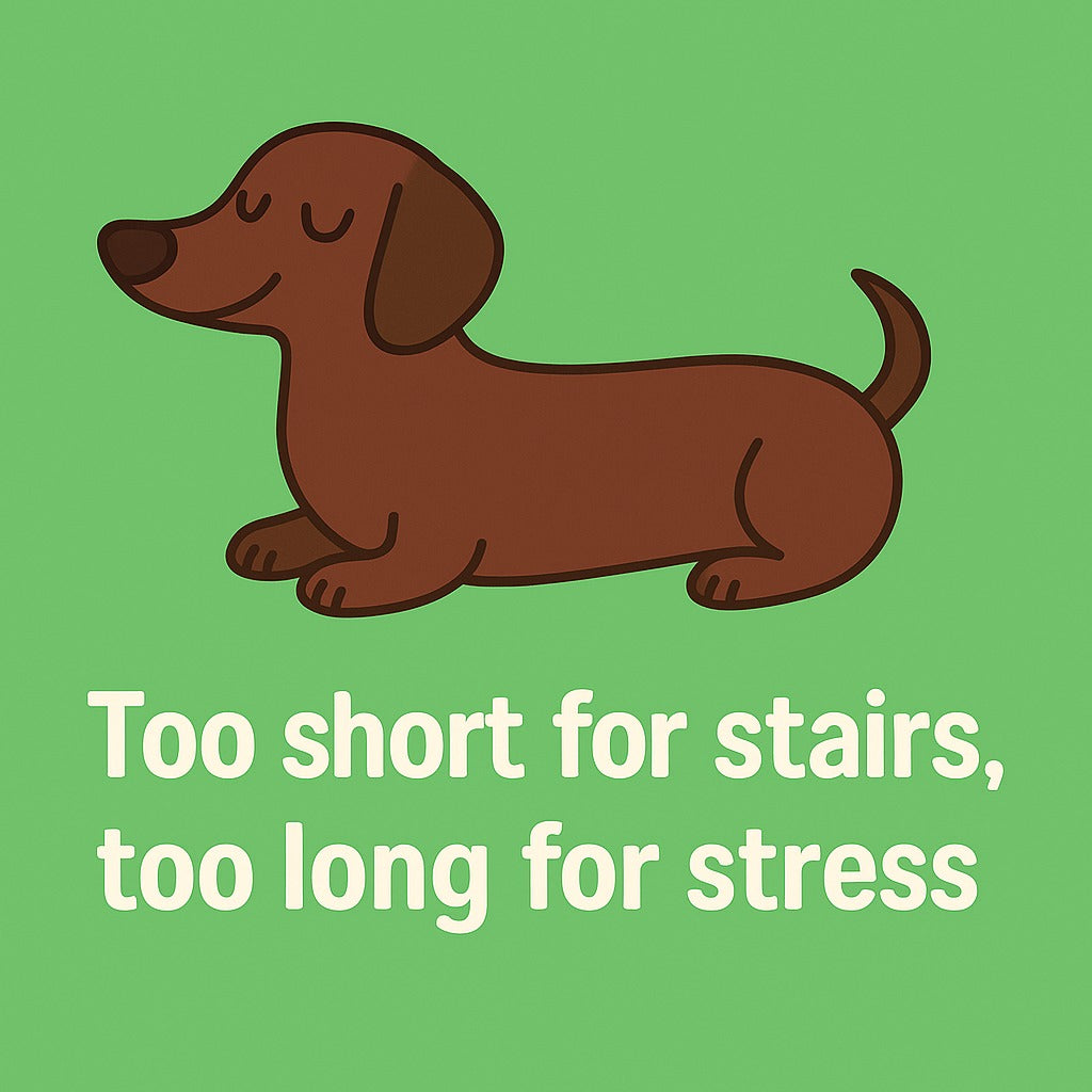 Fotomagneet teckel too short for stairs, too long for stress